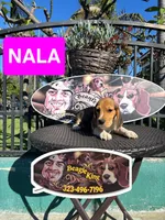 NALA, a female Beagle for sale in Downey, CA – 3 of 3