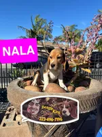 NALA, a female Beagle for sale in Downey, CA – 2 of 3