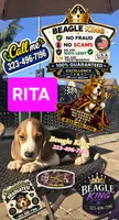 RITA, a female Beagle for sale in Downey, CA – 3 of 8