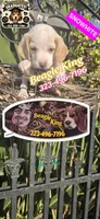 Snow White, a female Beagle for sale in Downey, CA – 4 of 5