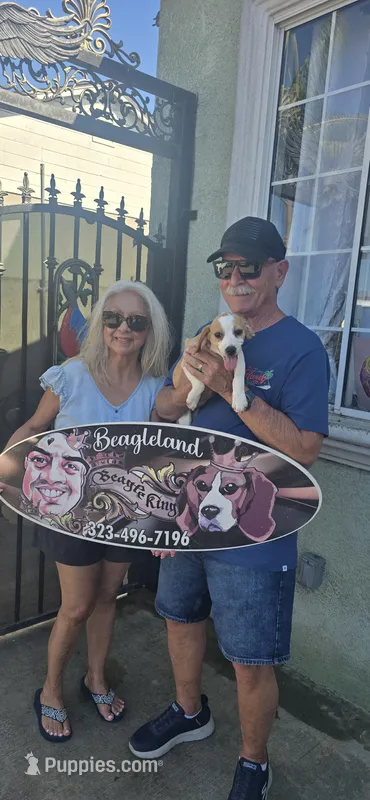 BUNNY GIRL – Beagle puppy for sale in Downey, CA