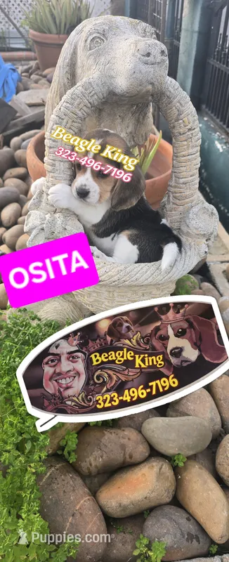 OSITA