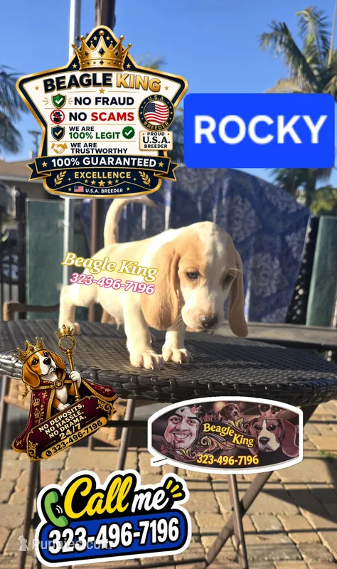 ROCKY – Beagle puppy for sale in Downey, CA