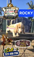 ROCKY, a male Beagle for sale in Downey, CA – 1 of 5