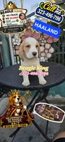 HAALAND, a male Beagle for sale in Downey, CA – 7 of 9