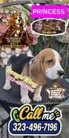 SNOOPY BOY, a male Beagle for sale in Downey, CA – 7 of 10