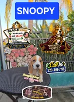 SNOOPY BOY, a male Beagle for sale in Downey, CA – 6 of 10