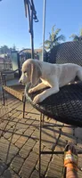 White spark, a male Beagle for sale in Downey, CA – 2 of 3