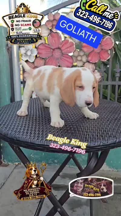 GOLIATH , a male Beagle for sale in Downey, CA – 7 of 7