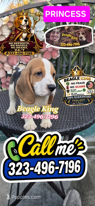 SNOOPY BOY – Beagle puppy for sale in Downey, CA