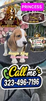 SNOOPY BOY, a male Beagle for sale in Downey, CA – 1 of 10