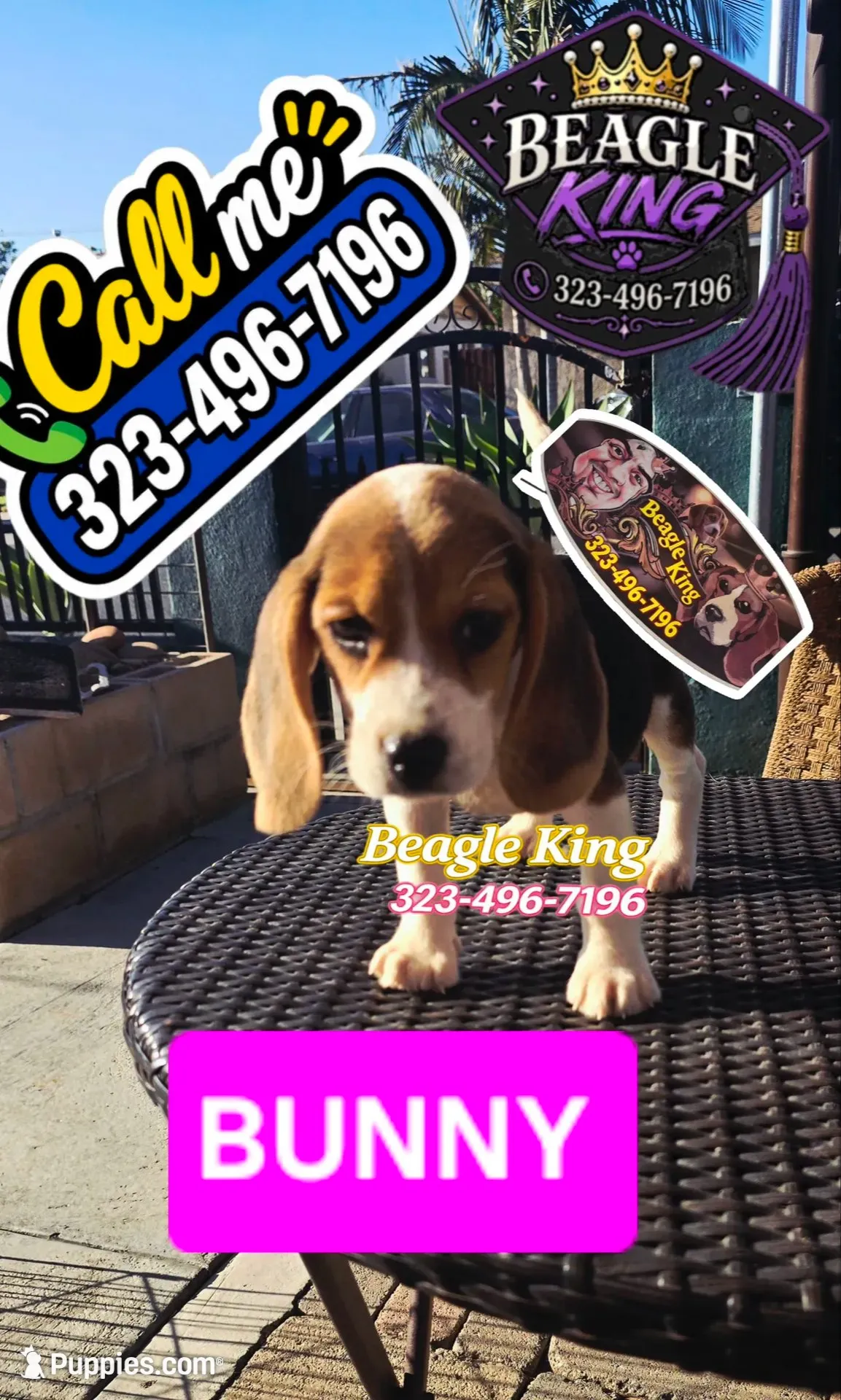BUNNY, a female Beagle for sale in Downey, CA – 5 of 10