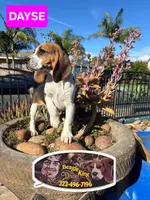 DAYSE, a female Beagle for sale in Downey, CA – 6 of 6