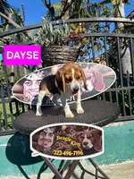 DAYSE, a female Beagle for sale in Downey, CA – 4 of 6