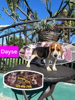 DAYSE, a female Beagle for sale in Downey, CA – 3 of 6