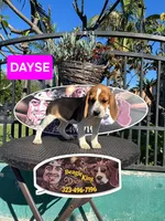 DAYSE, a female Beagle for sale in Downey, CA – 2 of 6