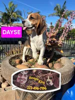 DAYSE, a female Beagle for sale in Downey, CA – 5 of 6