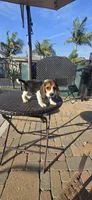 CHAMPION, a male Beagle for sale in Downey, CA – Photo 7 of 8