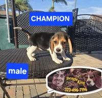 CHAMPION, a male Beagle for sale in Downey, CA – Photo 2 of 8