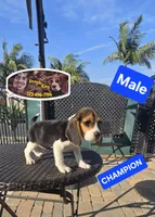 CHAMPION, a male Beagle for sale in Downey, CA – Photo 3 of 8