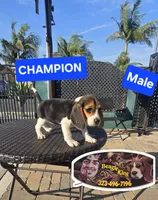 CHAMPION, a male Beagle for sale in Downey, CA – Photo 5 of 8