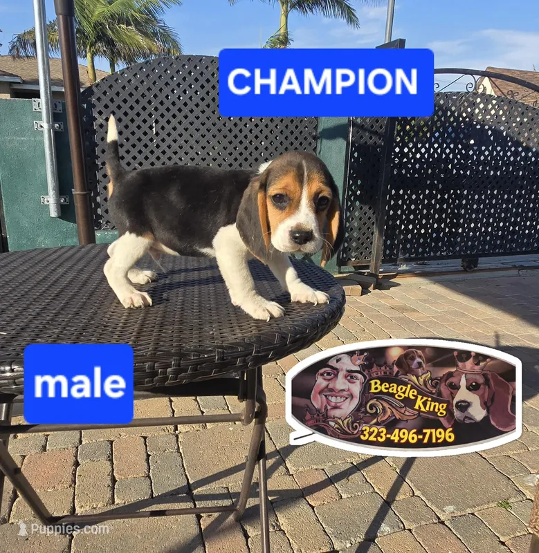 CHAMPION – Beagle puppy for sale in Downey, CA