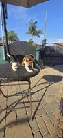CHAMPION, a male Beagle for sale in Downey, CA – Photo 6 of 8