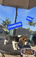 CHAMPION, a male Beagle for sale in Downey, CA – Photo 4 of 8