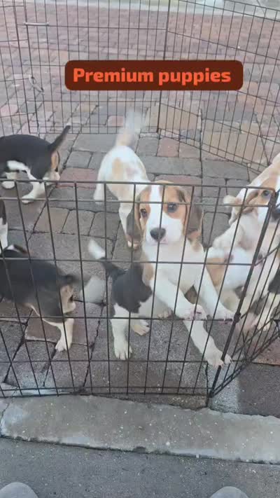 Sonic, a male Beagle for sale in Downey, CA – 9 of 9