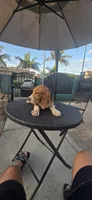 SNICKERS, a male Beagle for sale in Downey, CA – 2 of 6