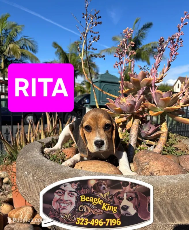 RITA – Beagle puppy for sale in Downey, CA