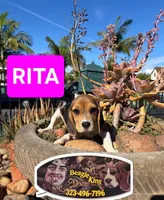 RITA, a female Beagle for sale in Downey, CA – 1 of 4