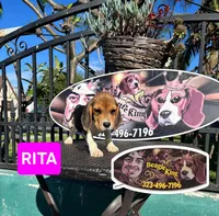 RITA, a female Beagle for sale in Downey, CA – 2 of 4