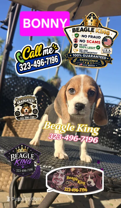 BUNNY – Beagle puppy for sale in Downey, CA