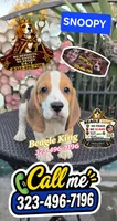 SNOOPY BOY, a male Beagle for sale in Downey, CA – 9 of 10