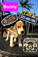 BUNNY, a female Beagle for sale in Downey, CA – 4 of 10