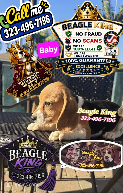 BABY – Beagle puppy for sale in Downey, CA
