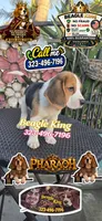 PHARAOH , a male Beagle for sale in Downey, CA – 4 of 9