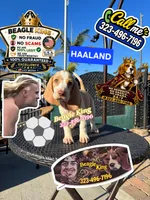 Haaland, a male Beagle for sale in Downey, CA – 6 of 9