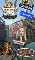 HAALAND, a male Beagle for sale in Downey, CA – 4 of 9