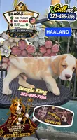HAALAND, a male Beagle for sale in Downey, CA – 2 of 9
