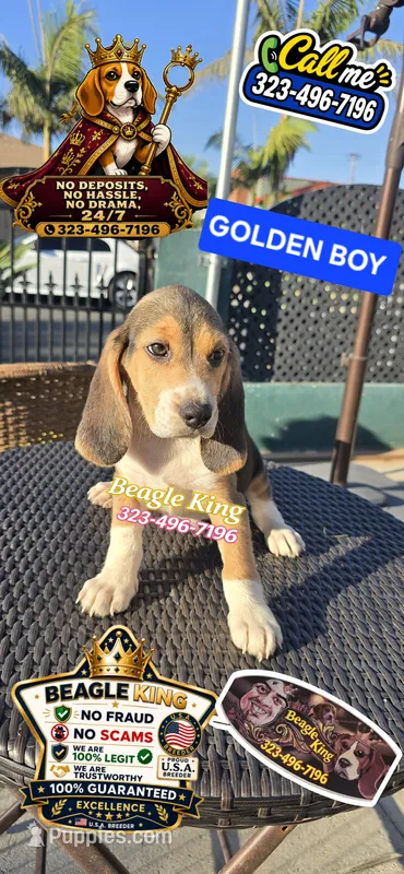 GOLDEN BOY – Beagle puppy for sale in Downey, CA