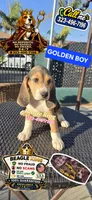 GOLDEN BOY, a male Beagle for sale in Downey, CA – 1 of 8