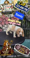 Sonic, a male Beagle for sale in Downey, CA – 2 of 9