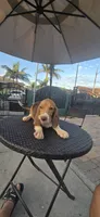 SNICKERS, a male Beagle for sale in Downey, CA – 6 of 6