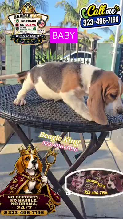 BABY, a female Beagle for sale in Downey, CA – 7 of 7