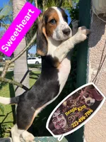 Sweetheart , a female Beagle for sale in Downey, CA – 7 of 8