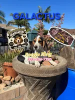 Galactus, a male Beagle for sale in Downey, CA – 10 of 10