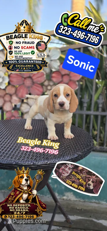 Sonic – Beagle puppy for sale in Downey, CA