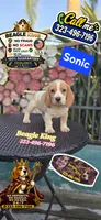 Sonic, a male Beagle for sale in Downey, CA – 1 of 9